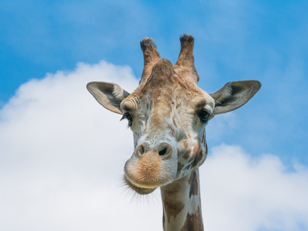 close-up of giraffe head on blue sky backgroundの写真素材
