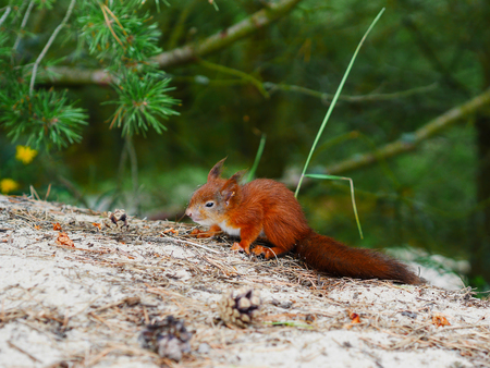 tricky look cute squirrel on natural forest backfroundの写真素材