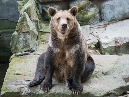 bear sits on stone looks in your eyesの写真素材