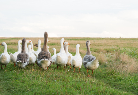 gees tail rumps on bright meadow backgroundの写真素材