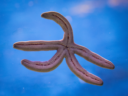 five arm starfish sea star holds to glassの写真素材