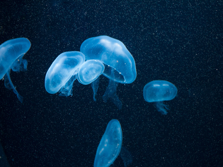 underwater cosmos jellyfish closeup in blue lightの写真素材