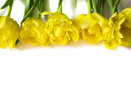 row of yellow tulip flowers on white backgroundの写真素材