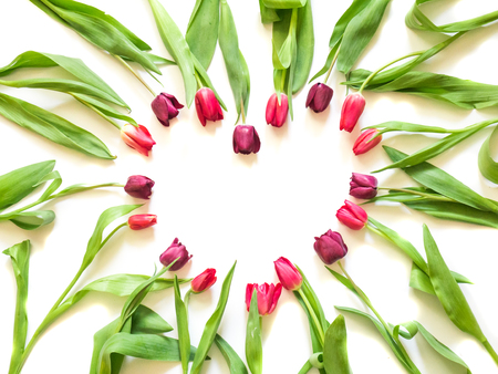 tulips in form of heart shape on white backgroundの写真素材