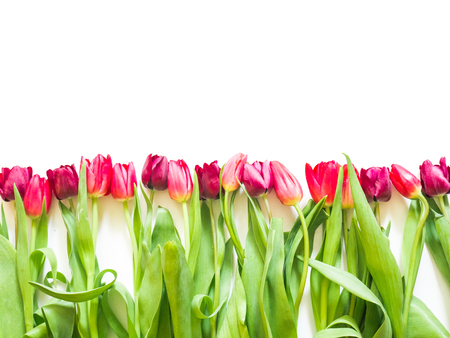 row on pink rose and purple tulipsの写真素材