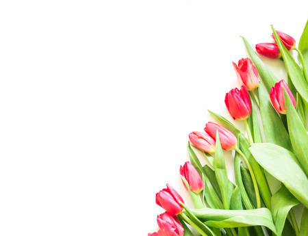 present card with tulip flower corner templateの写真素材