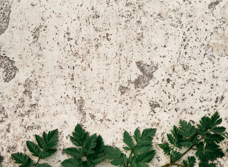 Old stone floor with green fern backgroundの写真素材
