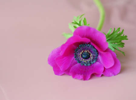 purple anemon flower on dust pink backgroundの写真素材