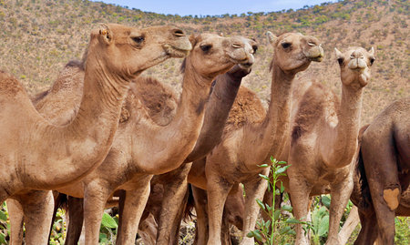 Caravan of 5 camels staring calmly in wildlife