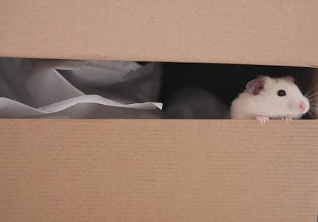 Cute curious hamster looking out of carton boxの写真素材