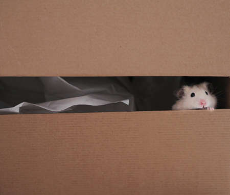 Cute white hamster looking with shyness ouf of boxの写真素材