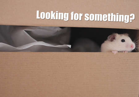 Looking for something hamster in a carton boxの写真素材