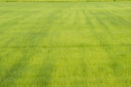 grass, backgroundの写真素材