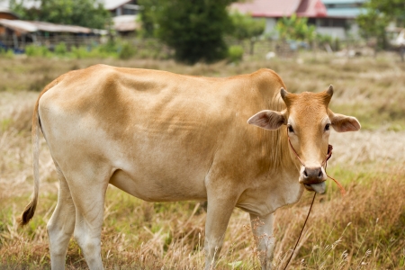 brown cow の写真素材