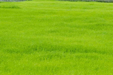 rice cultivation の写真素材
