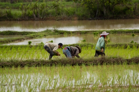rice cultivation のeditorial素材