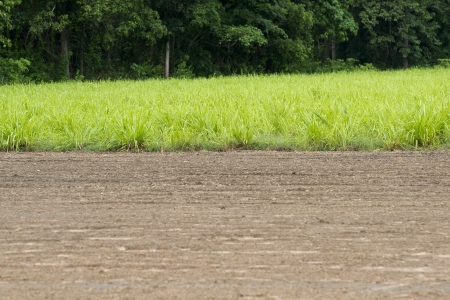 rice cultivation の写真素材