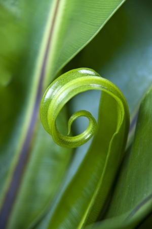 Ferns in the garden の写真素材