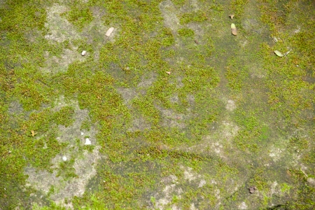 Lichen on a stone の写真素材