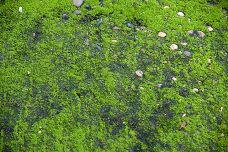 Lichen on a stone の写真素材