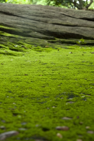 Lichen on a stone の写真素材