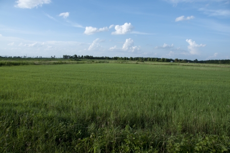 fields of greenの写真素材