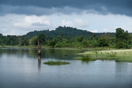 wetlands and green forest  の写真素材