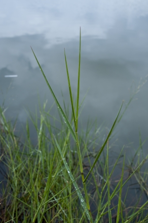 wetlands and green forest  の写真素材