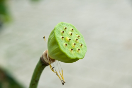 Lotus seeds Species flower の写真素材