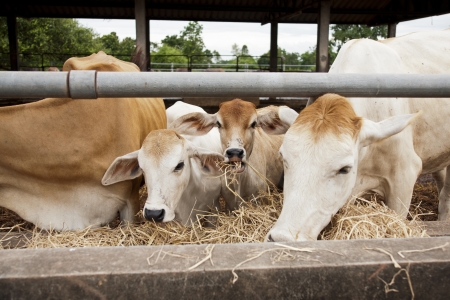Herd of cows grazing の写真素材