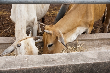 Herd of cows grazing の写真素材