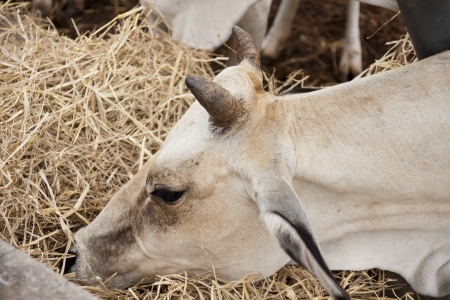 Herd of cows grazing の写真素材