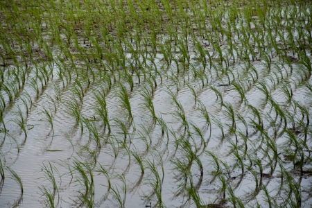 Crop farming の写真素材