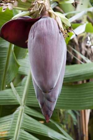 banana flower の写真素材