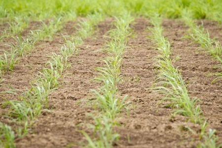 Crop farming の写真素材