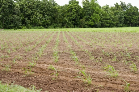 Crop farming の写真素材
