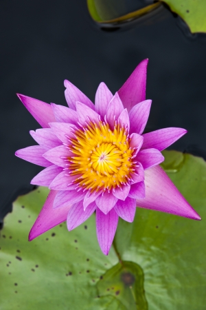 image of a lotus flower on the water の写真素材