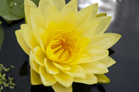image of a lotus flower on the water の写真素材