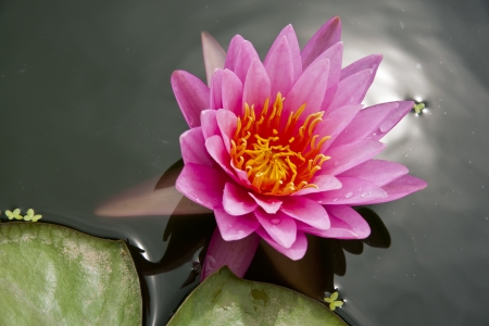 image of a lotus flower on the water の写真素材