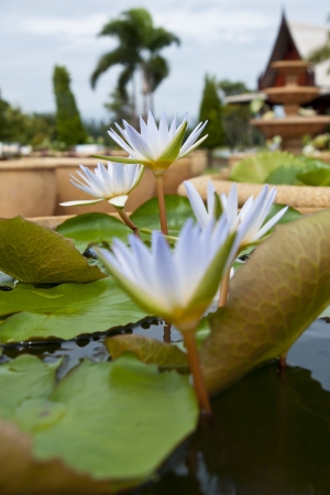 image of a lotus flower on the water の写真素材