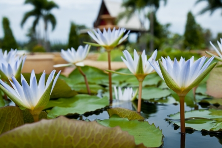 image of a lotus flower on the water の写真素材