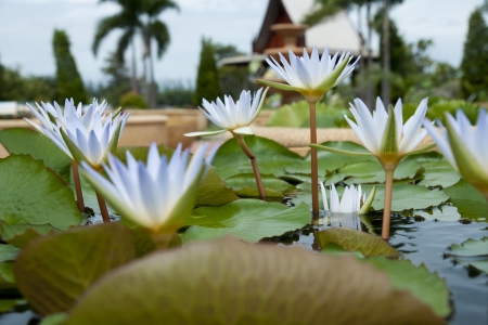 image of a lotus flower on the water の写真素材