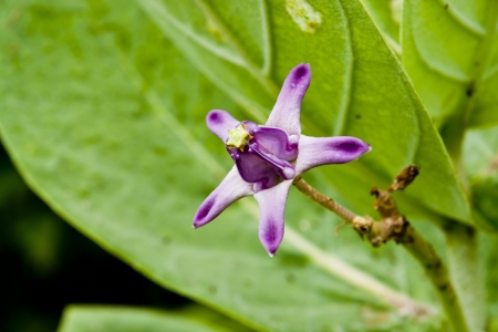  Crown Flower, Giant Indian Milkweed, Gigantic の写真素材
