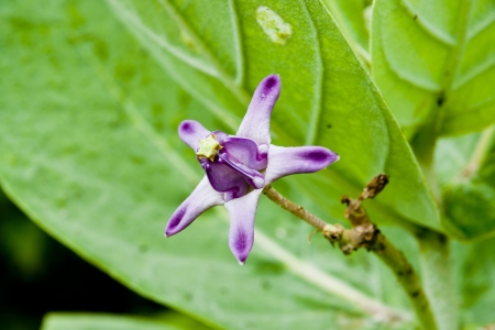 Crown Flower, Giant Indian Milkweed, Gigantic の写真素材