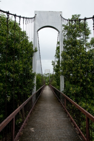 Rope walkway through the treetops in a rain forest の写真素材