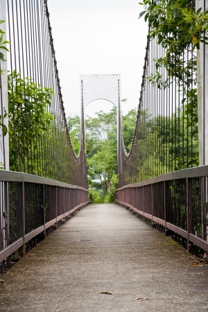 Rope walkway through the treetops in a rain forest の写真素材