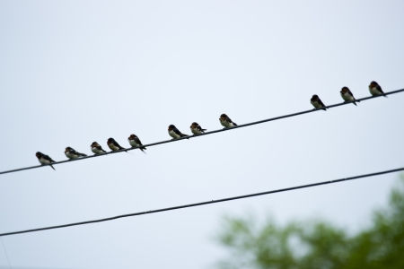 Swallows on the wires の写真素材
