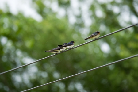Swallows on the wires の写真素材