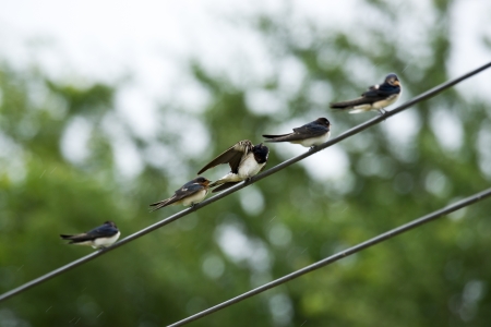 Swallows on the wires の写真素材