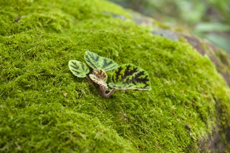 moss on stone の写真素材